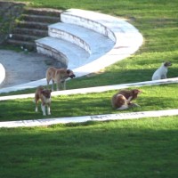 Συνεχίζονται οι επιθέσεις αδέσποτων σκύλων στην Καστοριά (ρεπορτάζ)